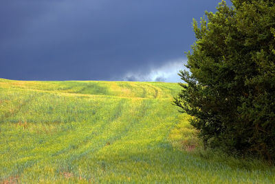 Scenic view of field against sky