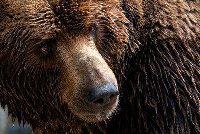 Front view of brown bear. portrait of kamchatka bear, ursus arctos beringianus