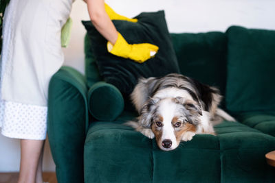 The maid cleans the sofa from dog hair. removing dog's hair from furniture. housekeeping service