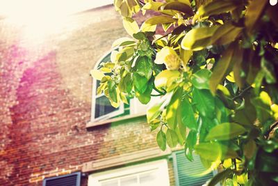 Low angle view of flower tree