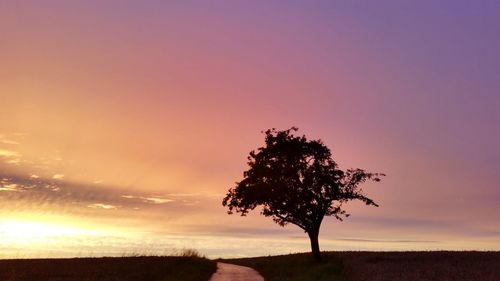 Sunset over field