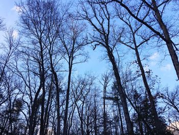 Low angle view of bare trees against sky