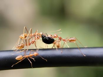 Close-up of ant