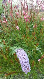 High angle view of purple flowering plants on field