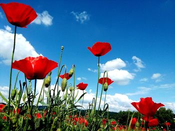 Red poppy flowers in field against sky