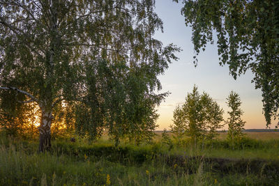 Trees on field against sky