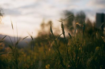 Close-up of plants growing on field against sky