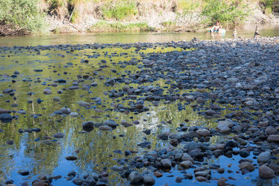Flock of birds in water