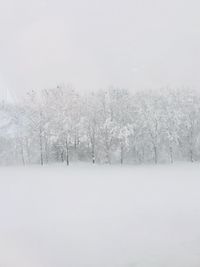 Trees on snow covered field against clear sky