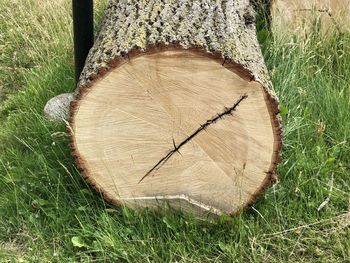 High angle view of tree trunk