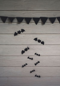 High angle view of birds on wooden floor