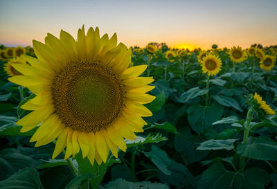 Close-up of sunflower