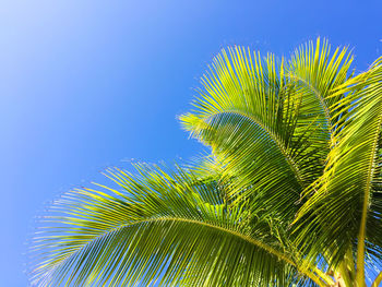 Low angle view of palm trees against blue sky