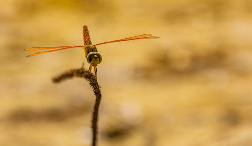 Dragonfly on a plant