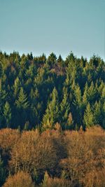 Trees on field against clear sky