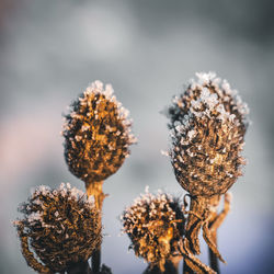 Close-up of plant