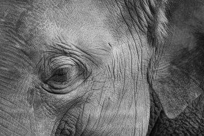 Close-up of elephant