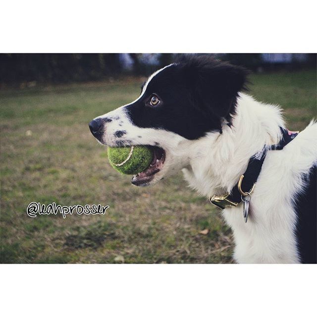 pets, domestic animals, one animal, animal themes, dog, mammal, transfer print, grass, auto post production filter, field, grassy, pet collar, focus on foreground, looking at camera, animal head, close-up, day, portrait, no people, outdoors