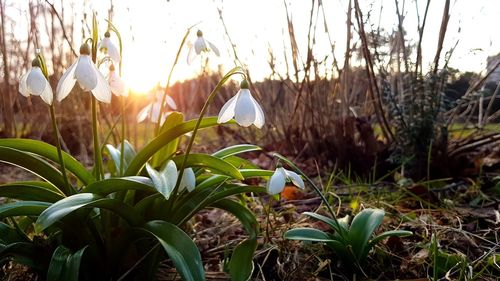 Close-up of flowering plants on field