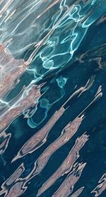 Full frame shot of jellyfish swimming in sea