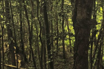 View of trees in forest