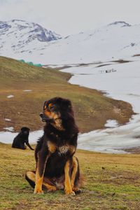 Dog on a field