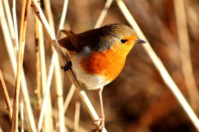 Close-up of a bird