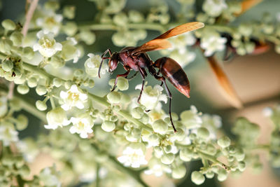 Close-up of insect on flower