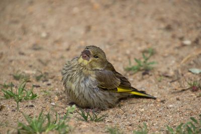 Close-up of bird on field