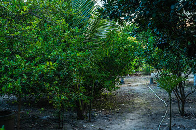 Footpath amidst trees in forest