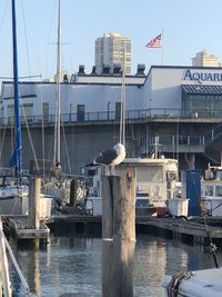 View of seagull at harbor