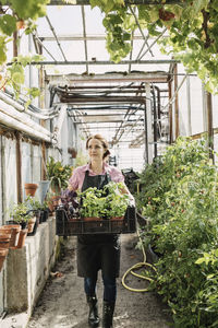 Front view of gardener carrying potted plate in crate at greenhouse