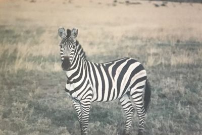 Zebra on field