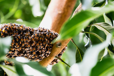 Close-up of bee