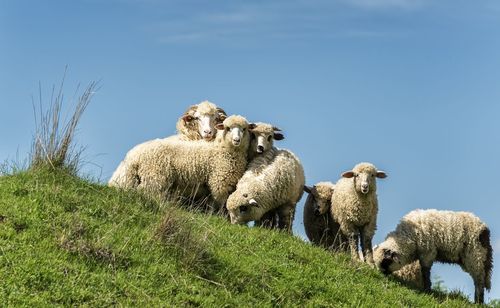 Portrait of sheep on grassland