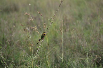 Bird perching on a field