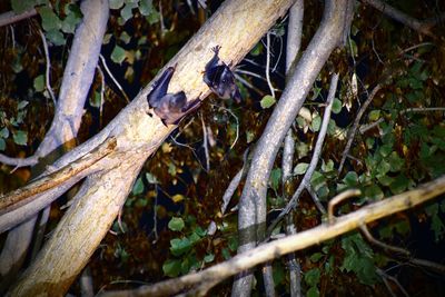 Close-up of lizard on tree trunk in forest