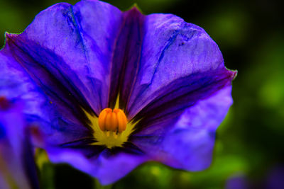 Close-up of purple crocus flower