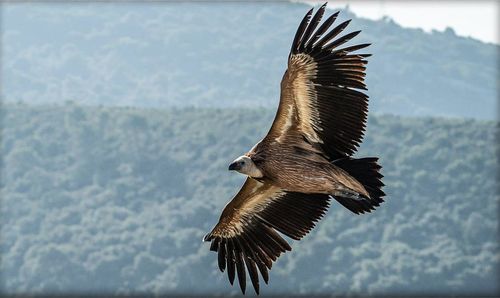 Bird flying over sea