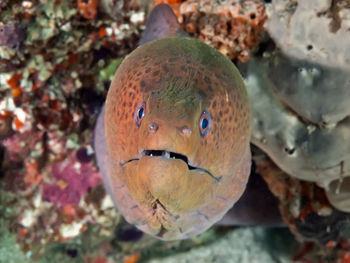 Close-up of fish swimming in sea