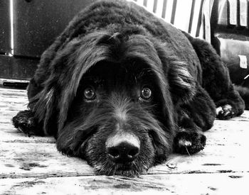 Close-up portrait of black dog