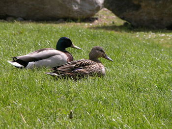 Ducks on grass