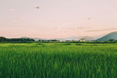 Scenic view of rice field against sky