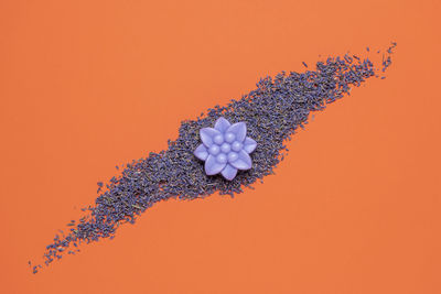 Close-up of white flowering plant against orange background