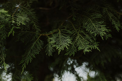 Close-up of pine tree