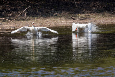 Swans in a lake