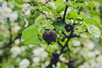 Close-up of blackberries growing on tree