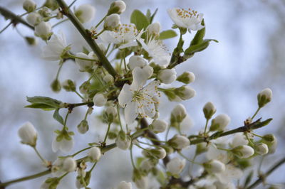 Close-up of fresh flower tree against sky