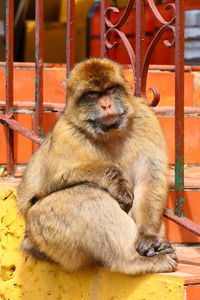 Close-up of monkey, macaque in gibraltar