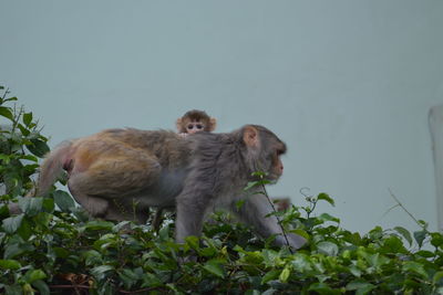 Monkey on rock